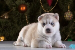 cane, rauco, Guarda, cucciolo