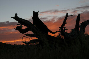 cat, log, sunset