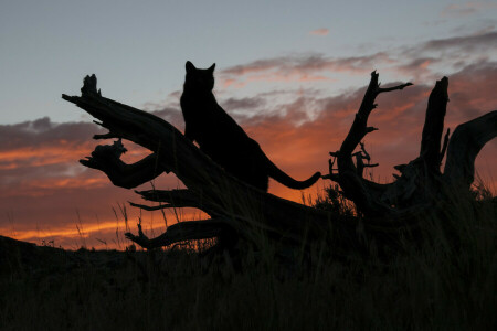 gato, Iniciar sesión, puesta de sol