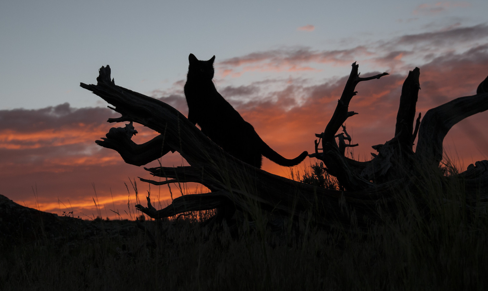 Кот, заход солнца, журнал