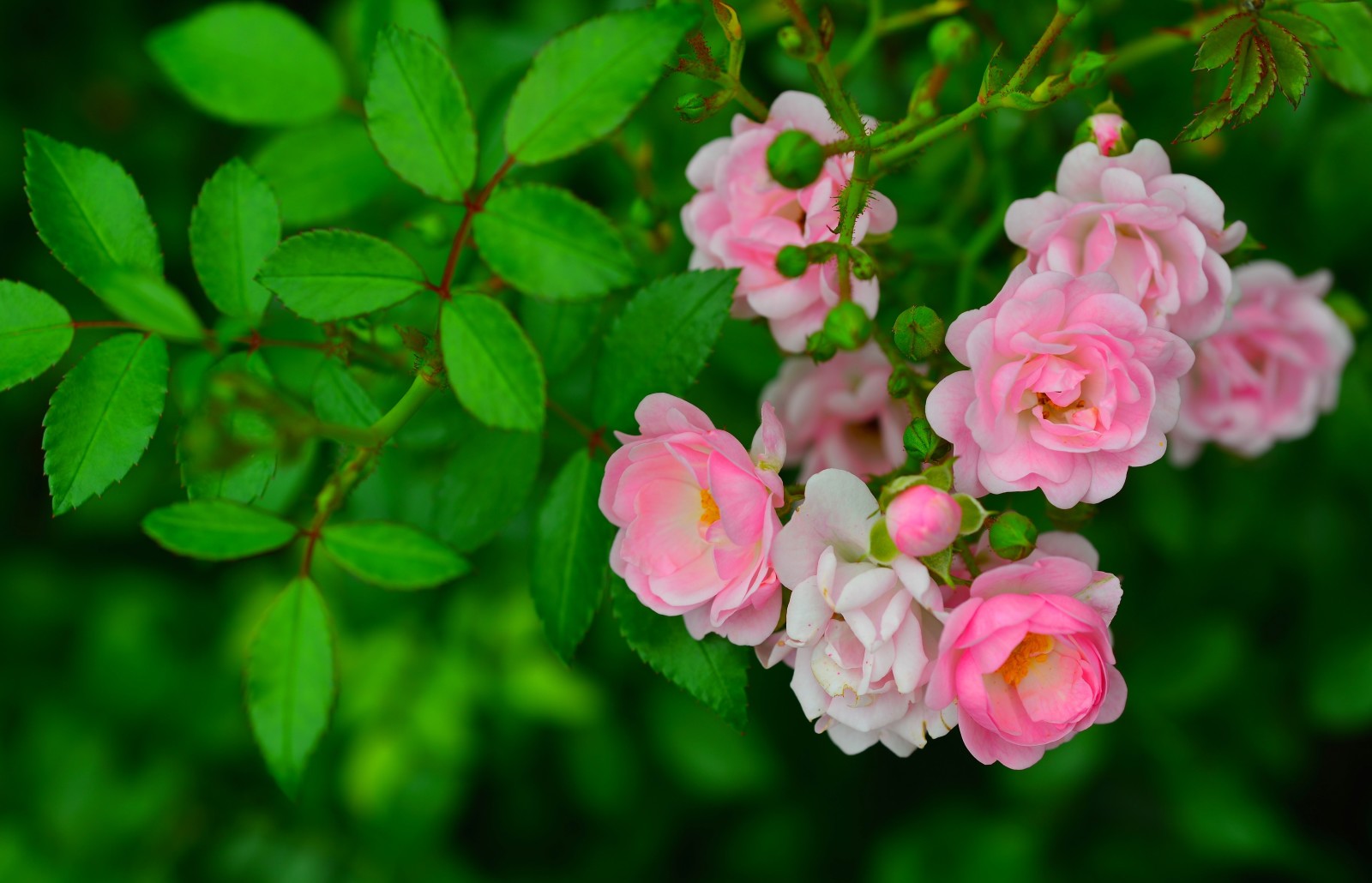 Rose, feuilles, branche, bourgeons, bruyère