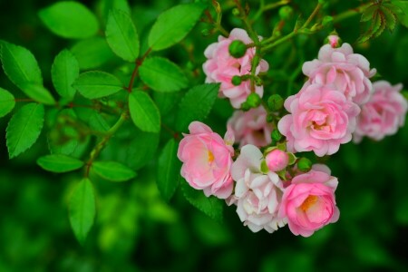 ramo, espinheiro, brotos, folhas, rosa