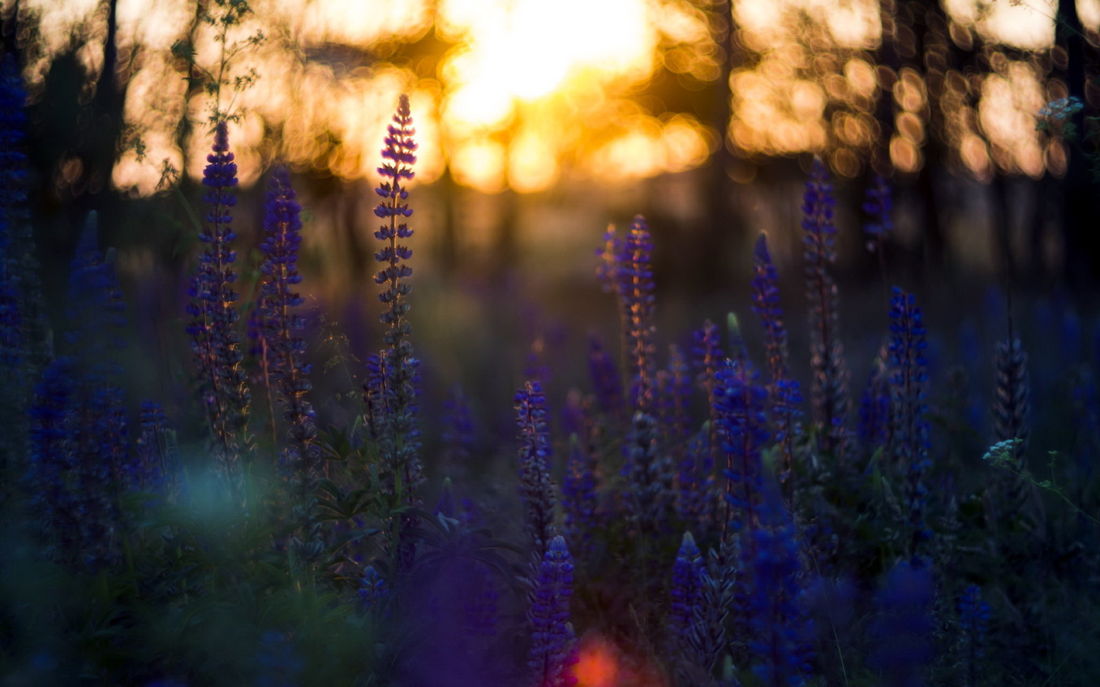 naturaleza, flores, noche