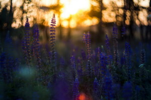 flores, naturaleza, noche