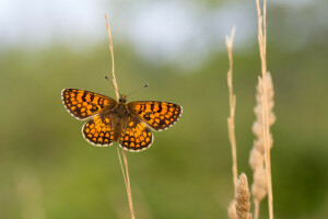 antennes, PAPILLON, ailes ouvertes, tiges, tiges, ailes