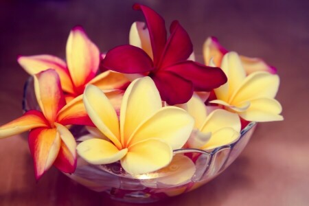 bowl, exotic, flowers, Hawaii, macro