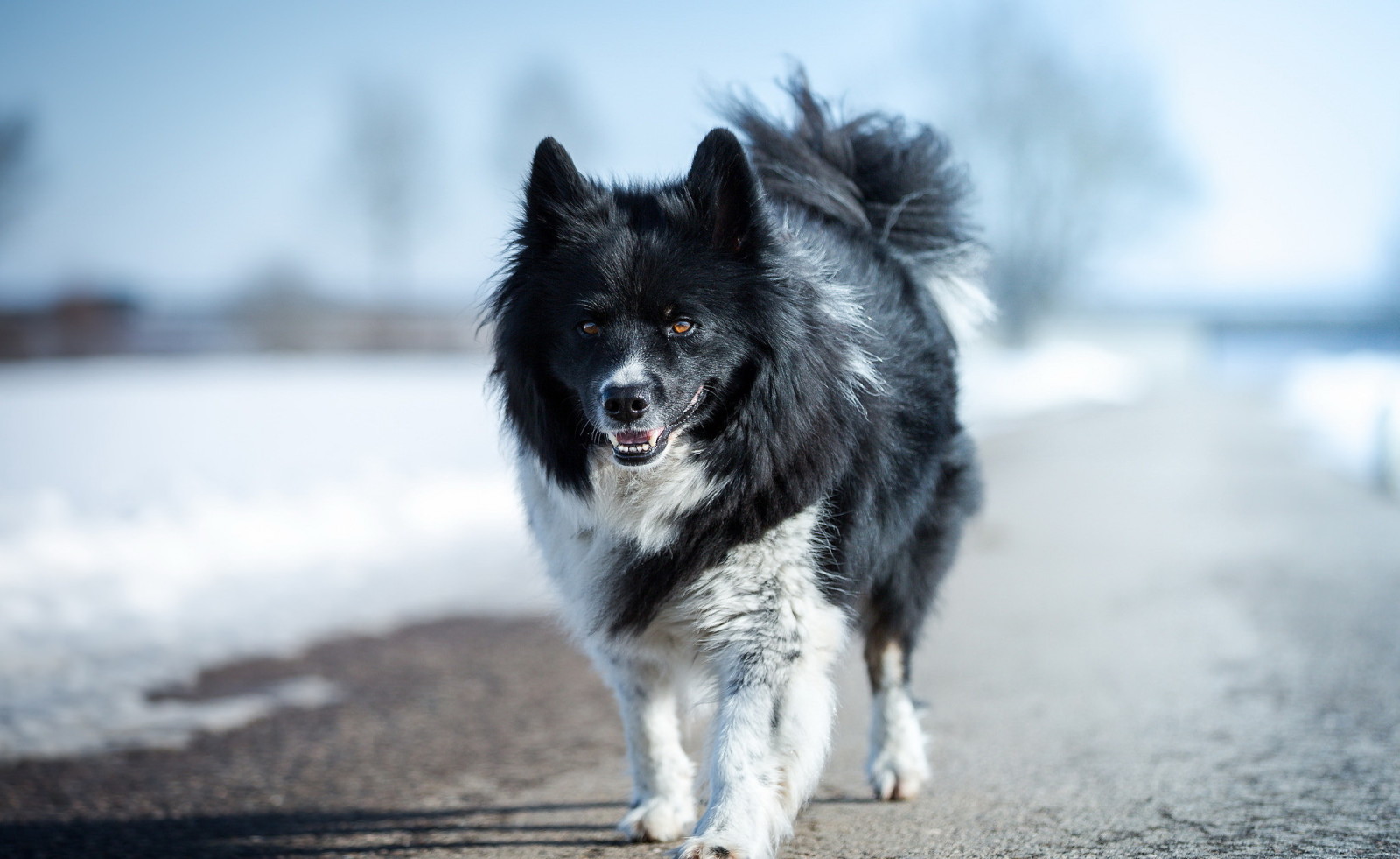 bak, köpek, her biri