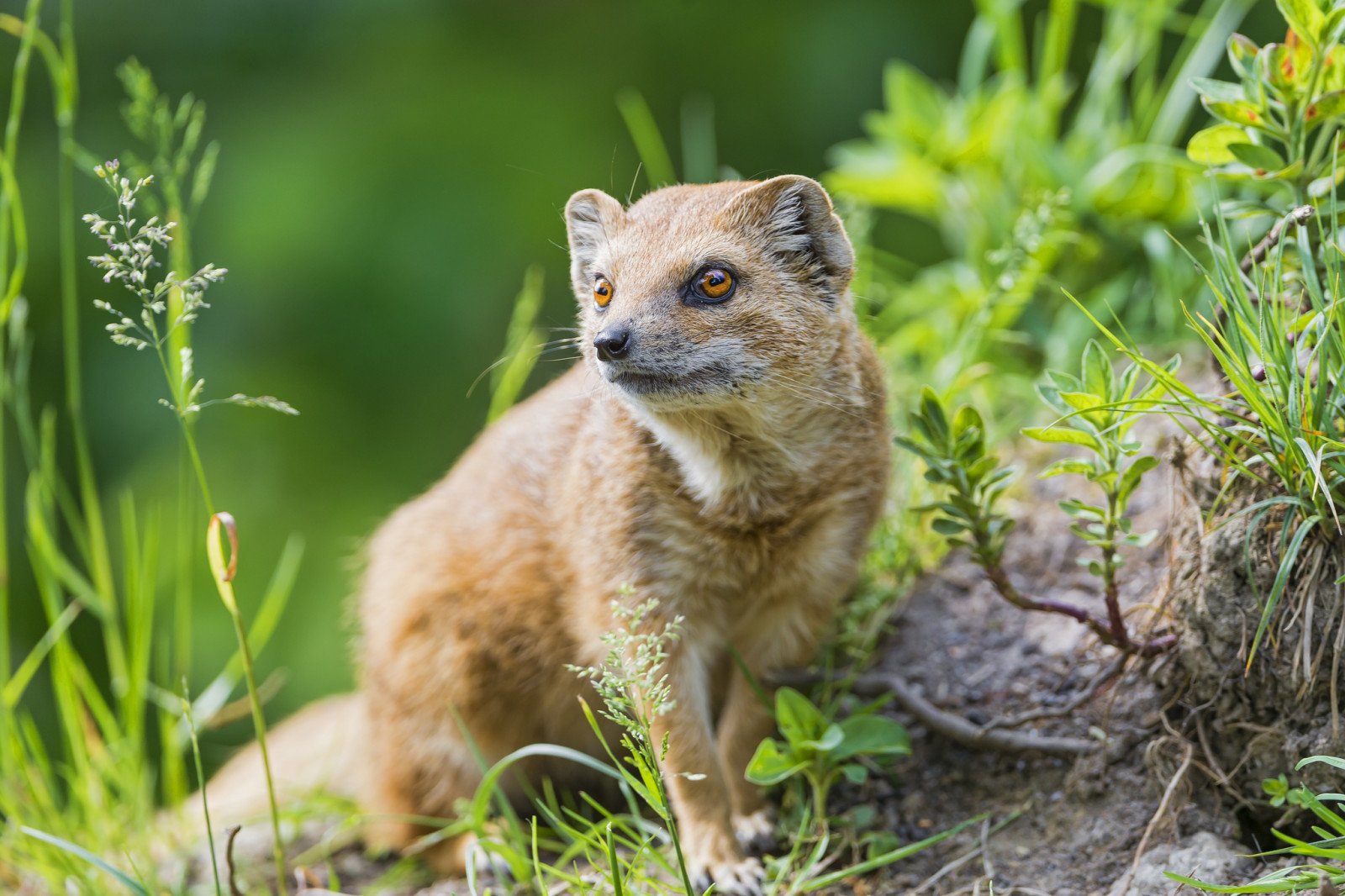 tráva, dívej se, dravec, mongoose, © Tambako The Jaguar