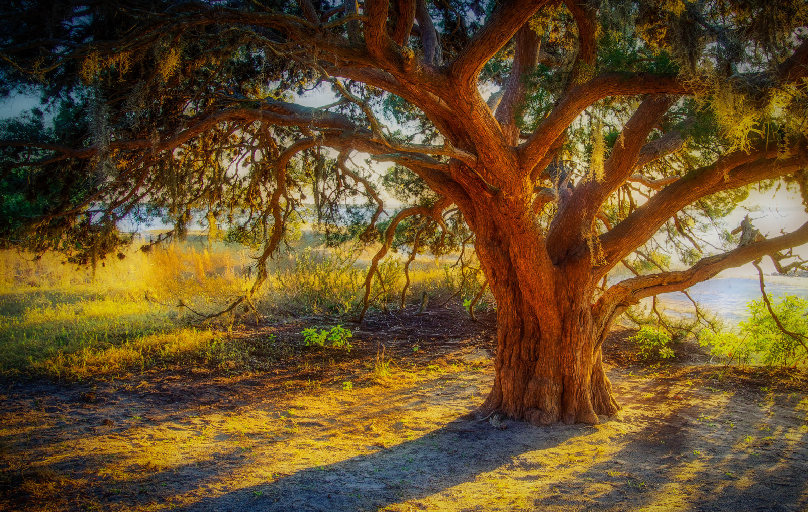 árbol, césped, ramas, puesta de sol, HDR, maletero