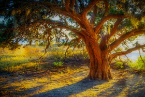 rami, erba, HDR, tramonto, albero, tronco