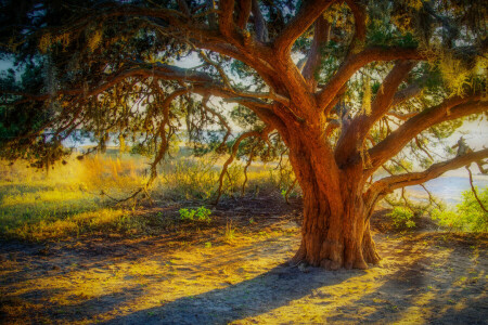 branches, grass, HDR, sunset, tree, trunk