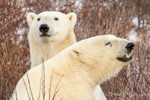 bears, branches, polar bears