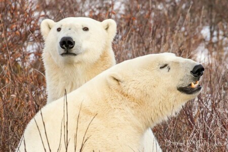 ours, branches, Ours polaires