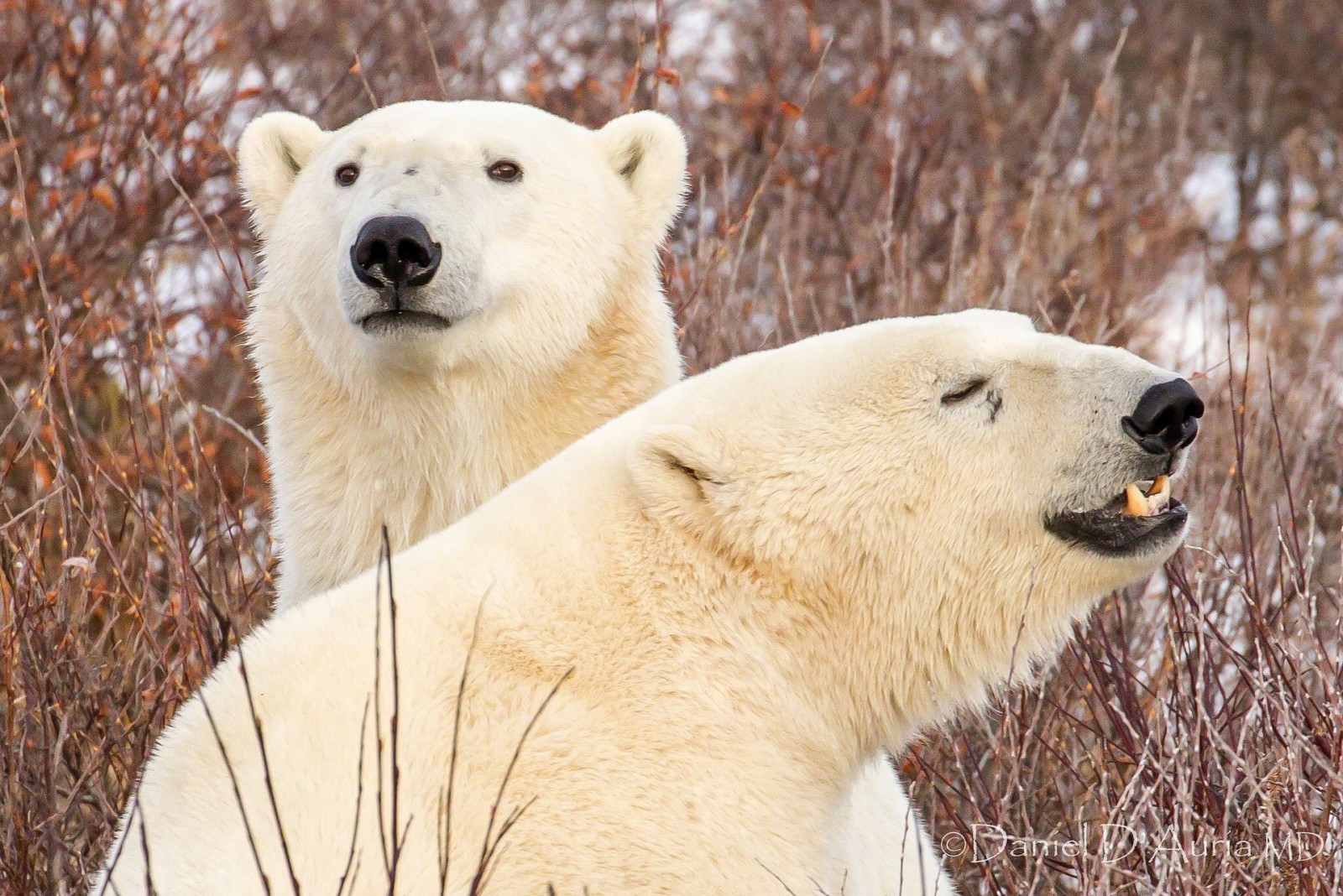 branches, bears, polar bears