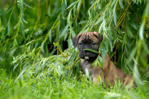 Cane Corso, fű, IVA, kölyökkutya, Verba