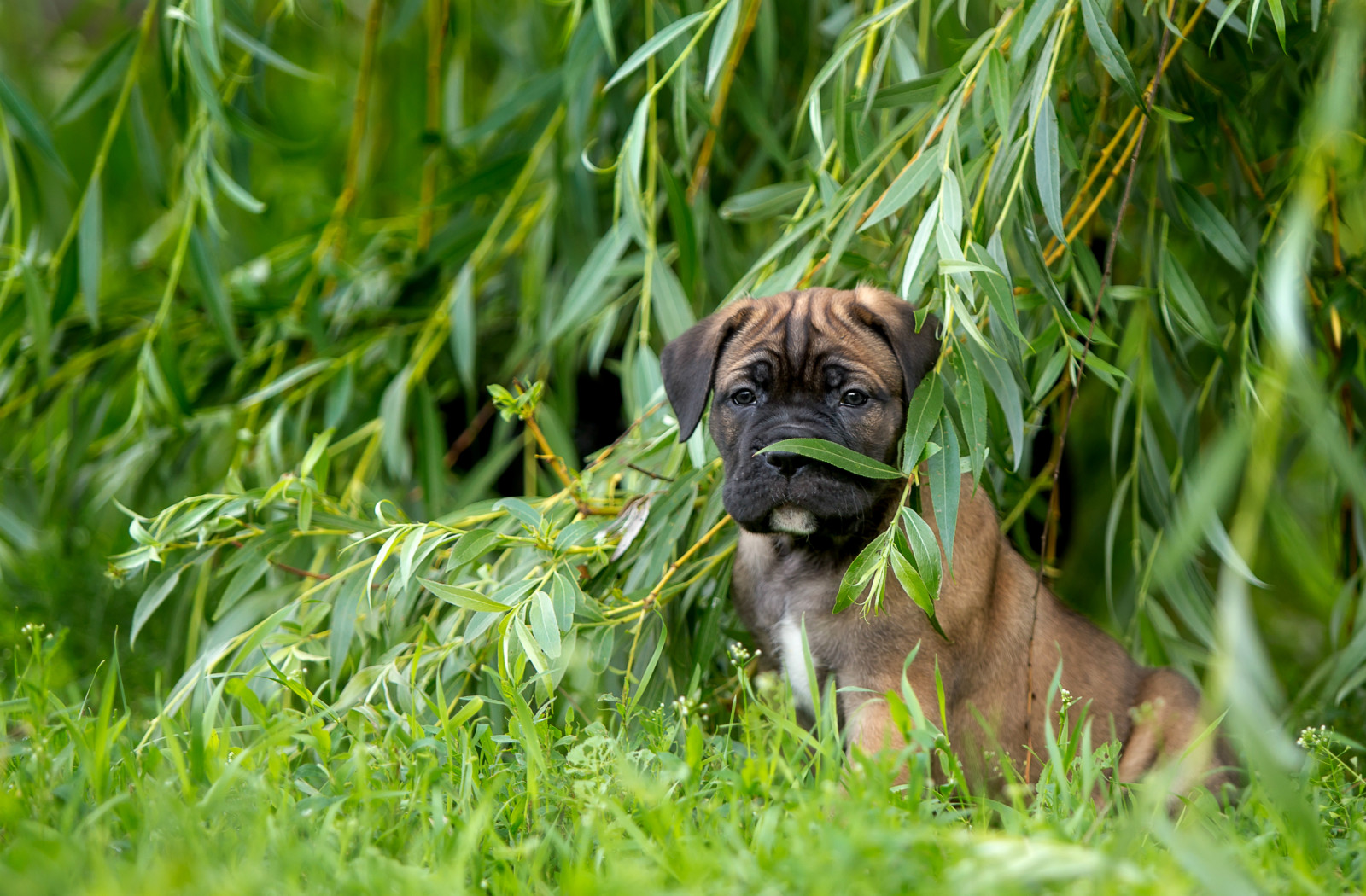 fű, kölyökkutya, Verba, IVA, Cane Corso