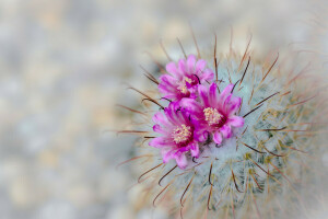 cactus, înflorire, flori, macro, ace