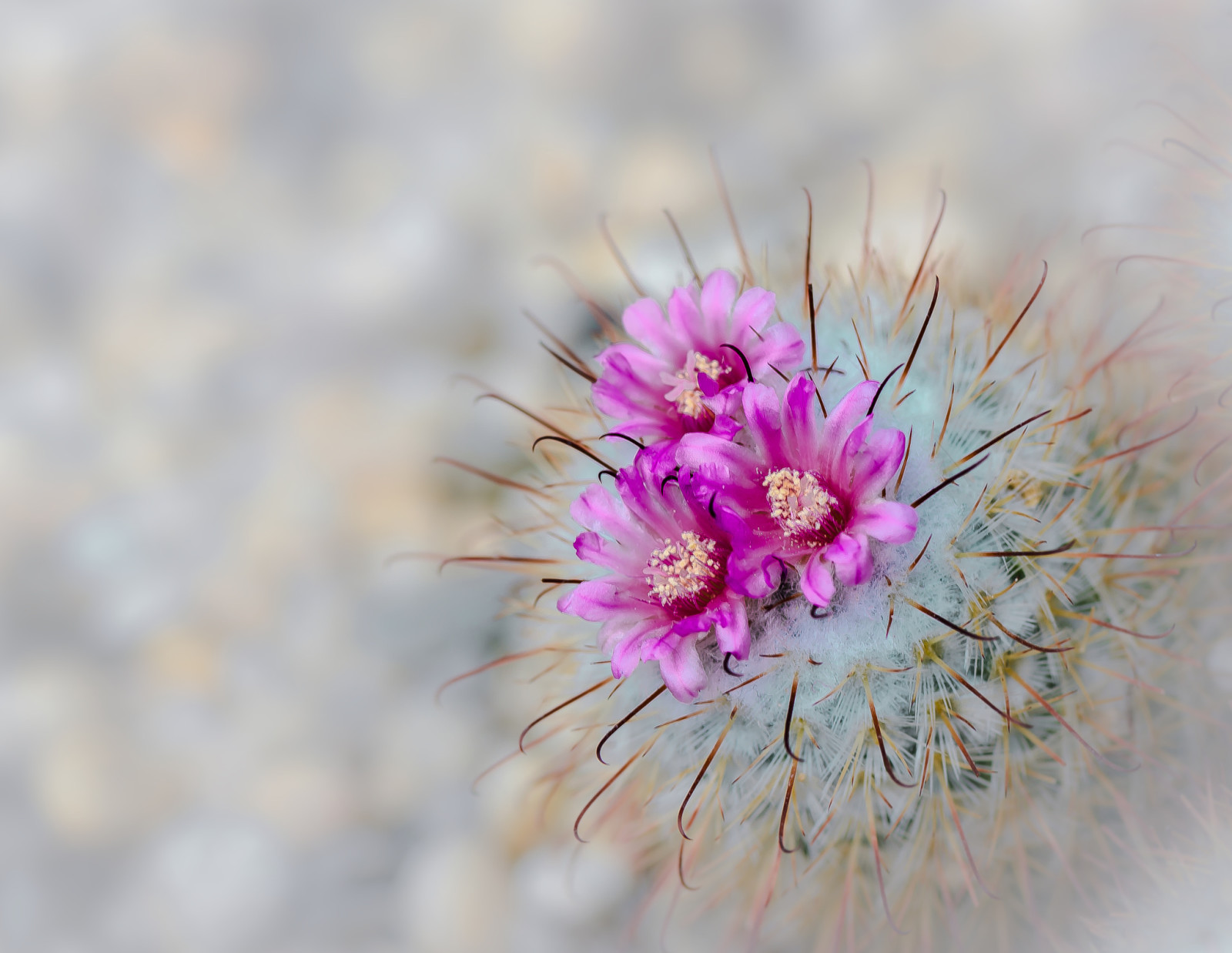 macro, Βελόνες, λουλούδια, ακμάζων, κάκτος