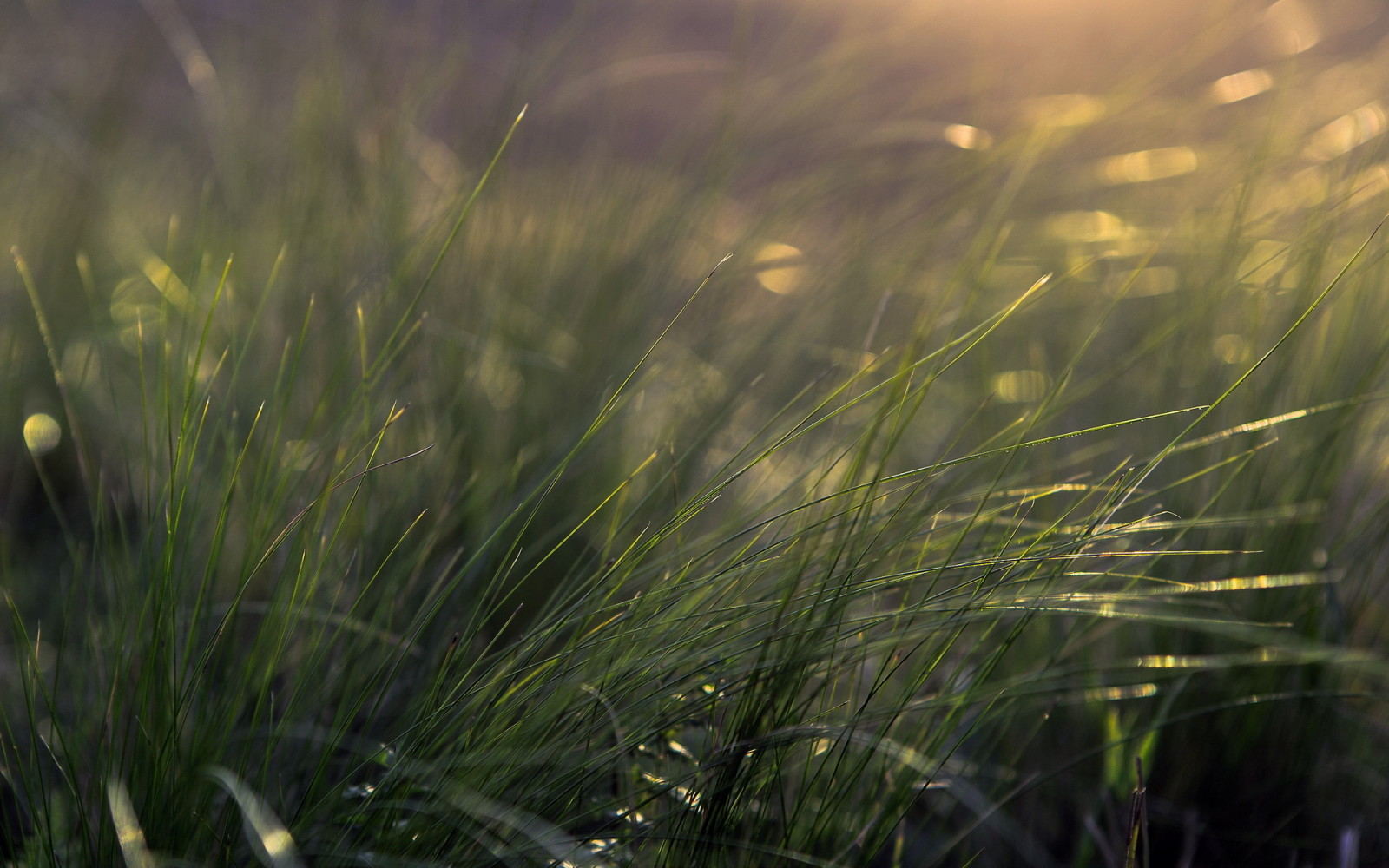 gras, natuur, macro