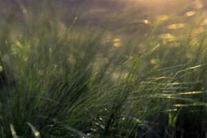 herbe, macro, la nature