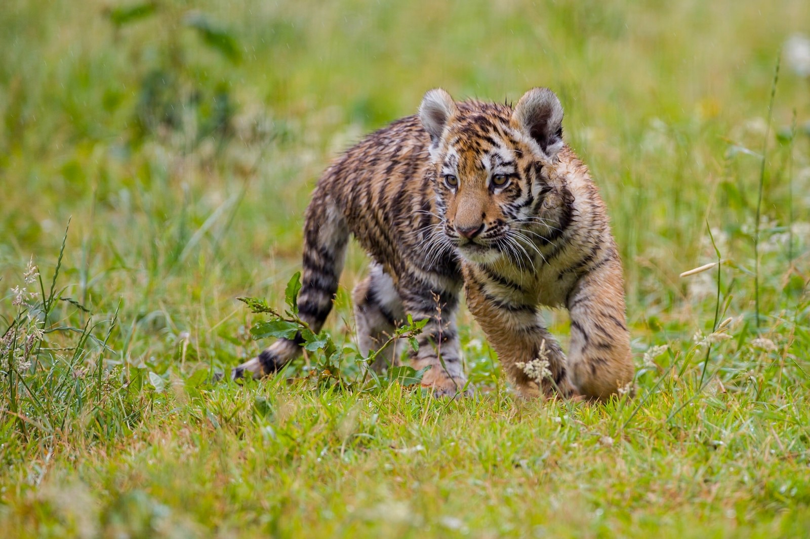 gattino, tigre