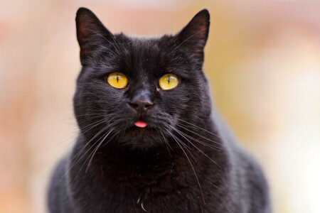 chat noir, chat, visage, Langue, Regardez, © Tambako Le Jaguar