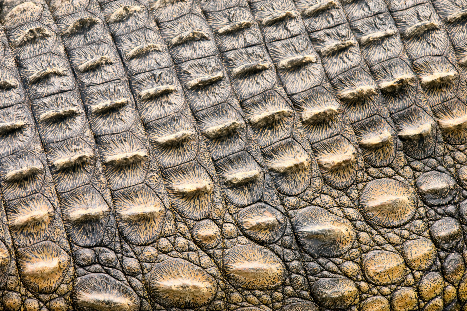 texture, leather, crocodile, Skin