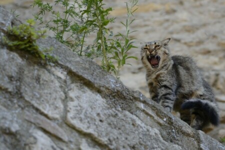 agressivo, gato