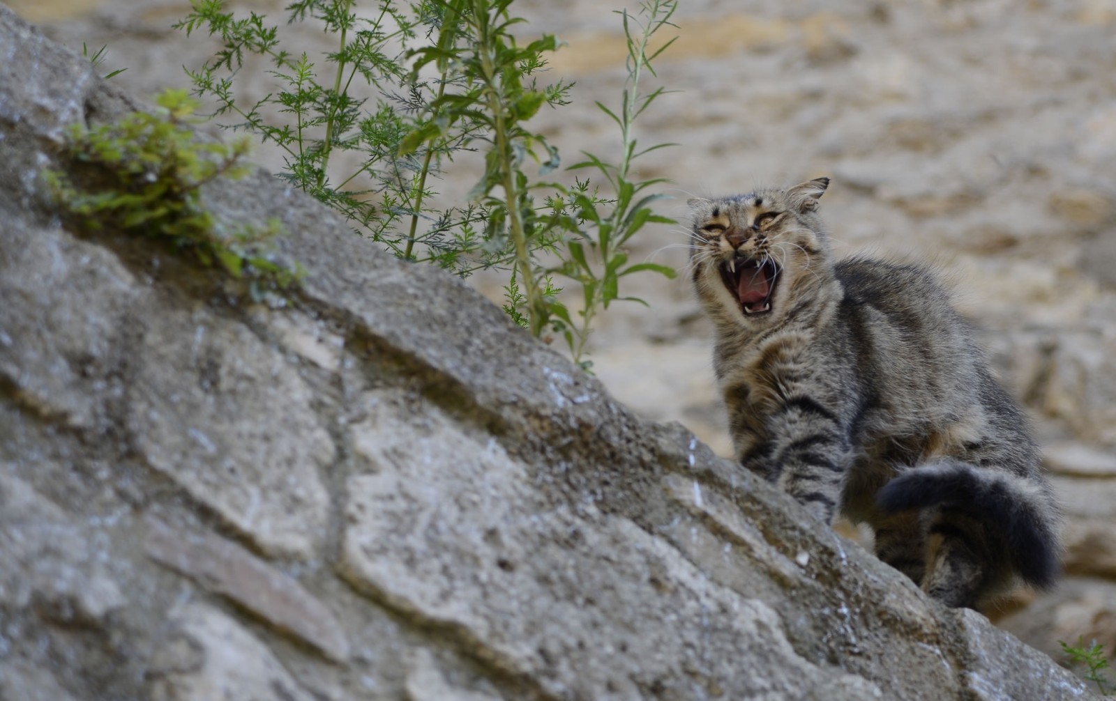 kissa, aggressiivinen