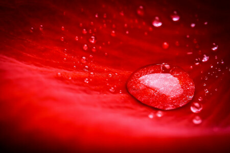 drops, flower, petals, Rosa, water