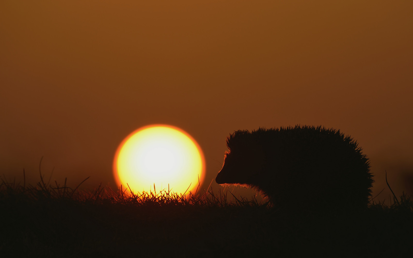 herbe, la nature, le coucher du soleil, le soleil, hérisson