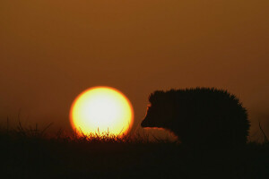 Relva, ouriço, natureza, pôr do sol, o sol