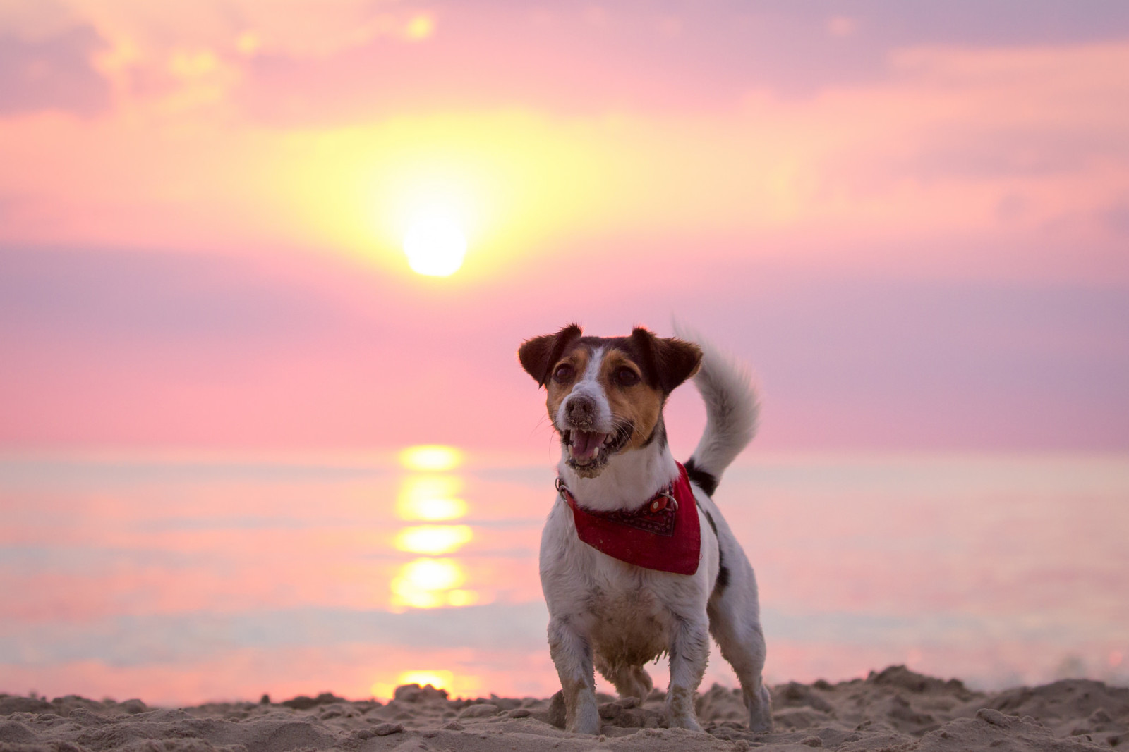 cane, alba, ogni