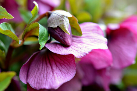 borrão, Bud, flor, folhas, Rosa