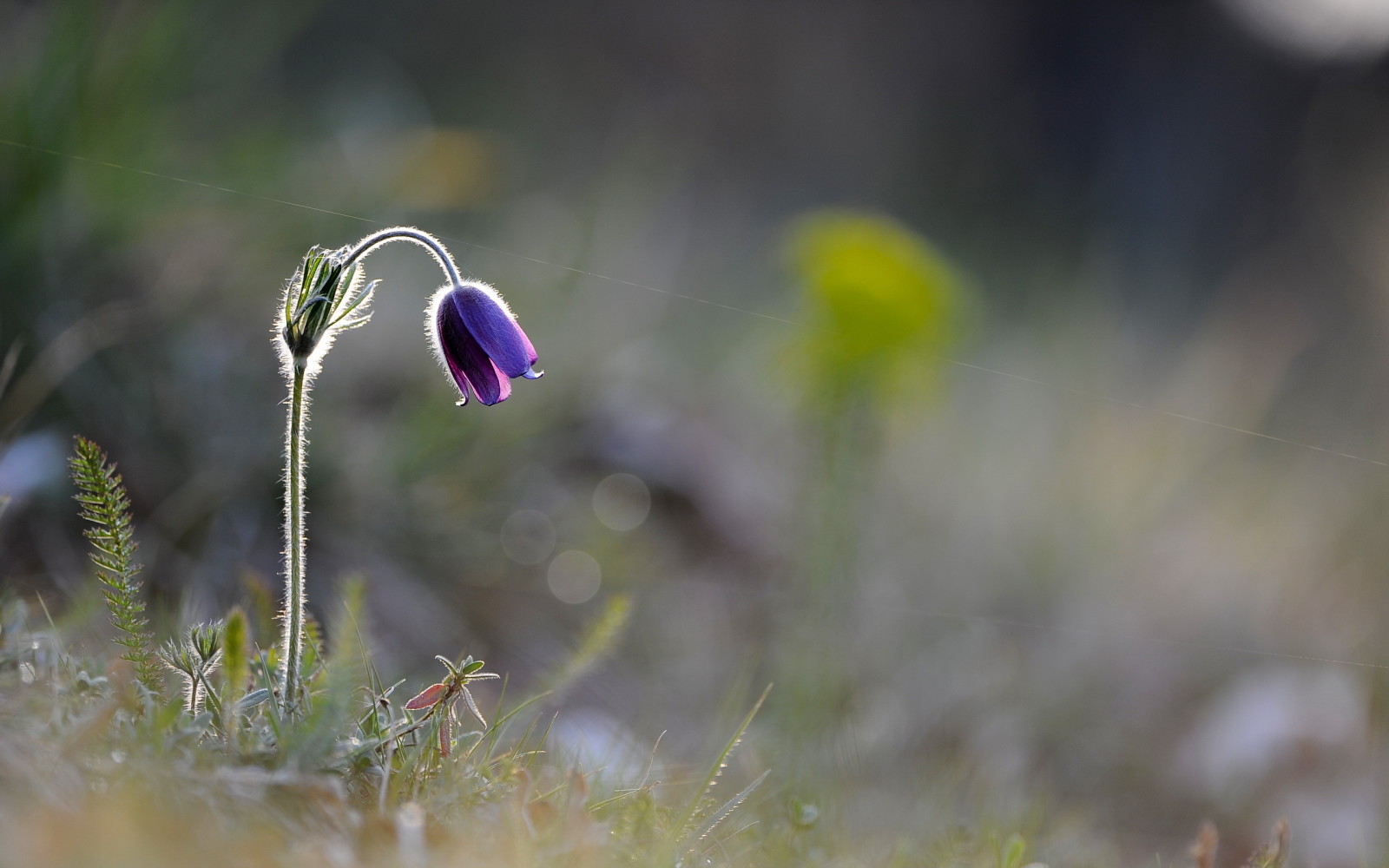 naturaleza, macro, flor