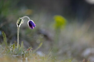 blomst, makro, natur