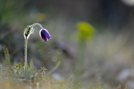 floare, macro, natură