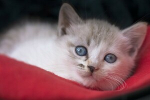 ojos azules, gatito, Mira, bozal