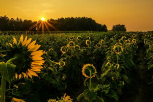 paisaje, girasoles, puesta de sol