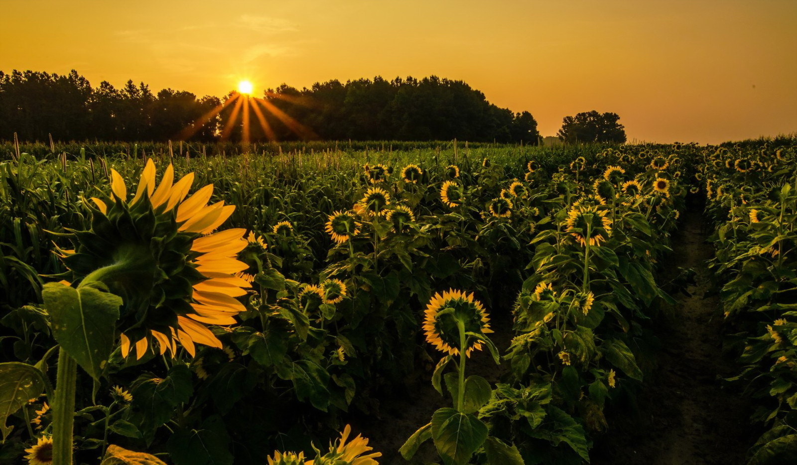 sunset, landscape, sunflowers