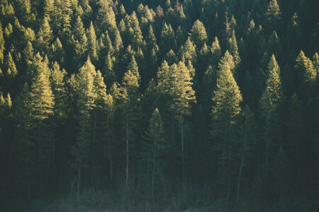 bosque, verde, arboles