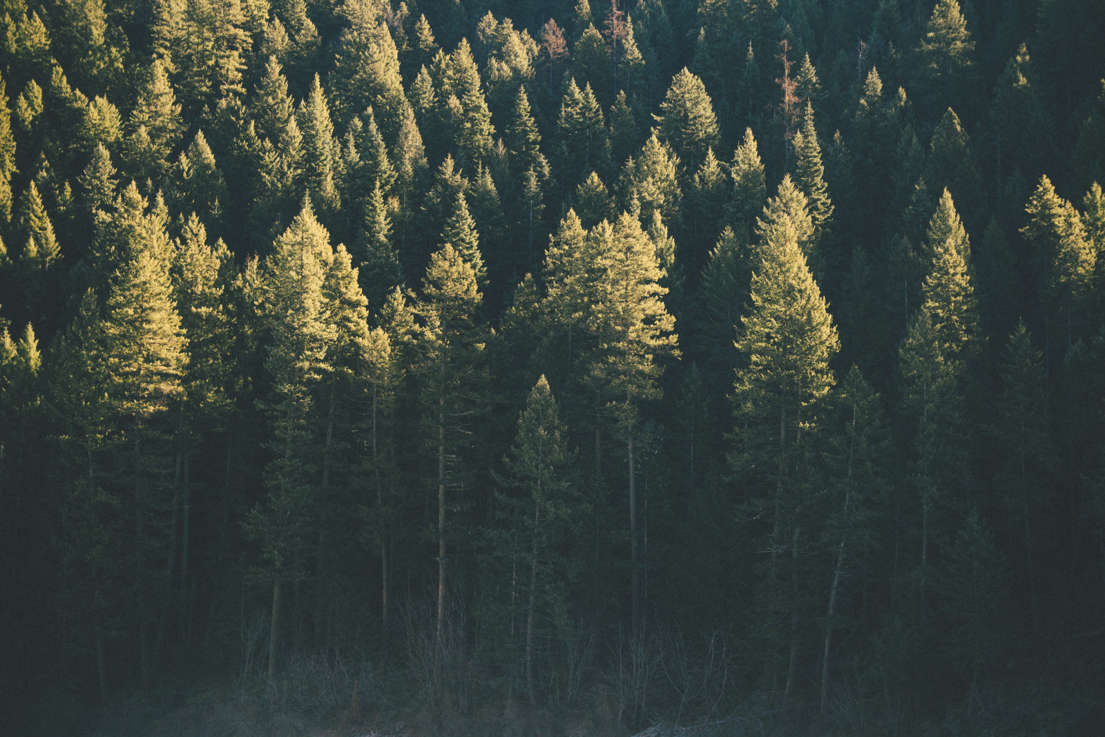 forest, trees, green