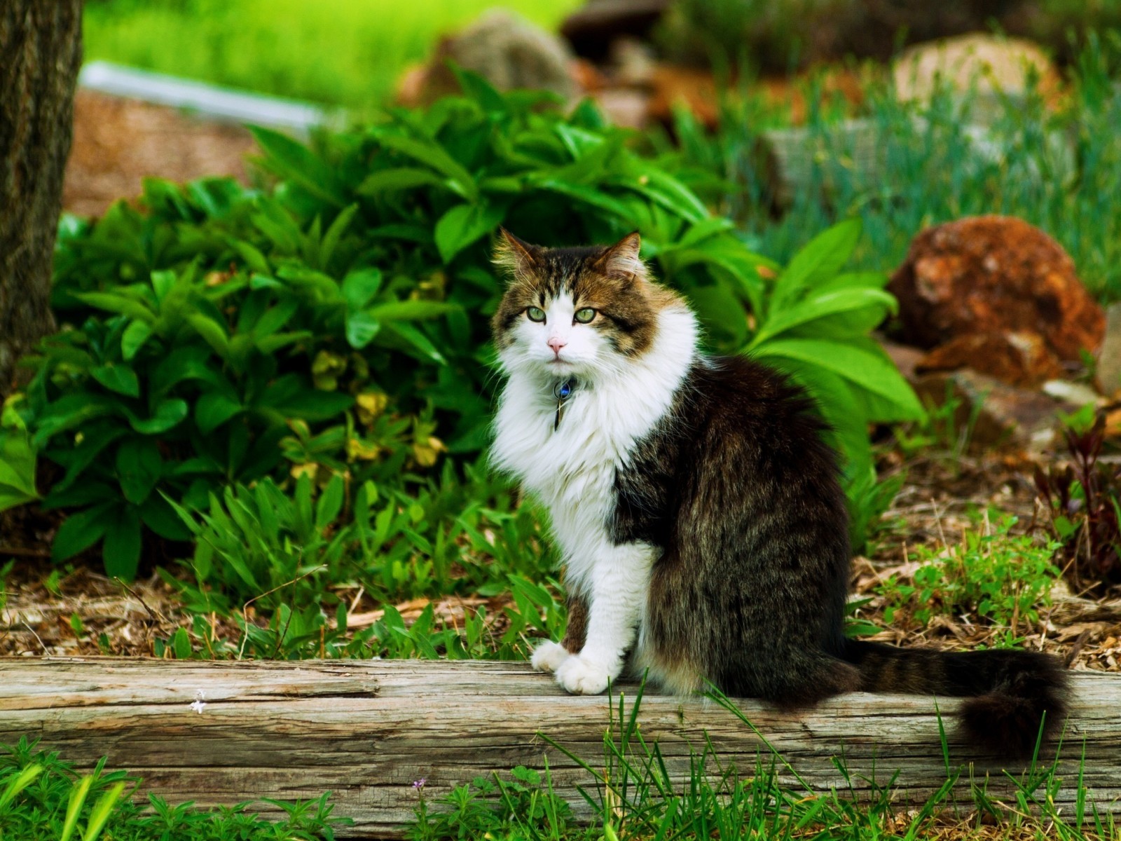 katt, sitter, sommer, grønt