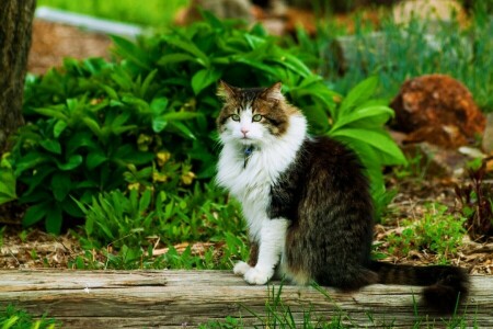 gato, verduras, sentado, verano