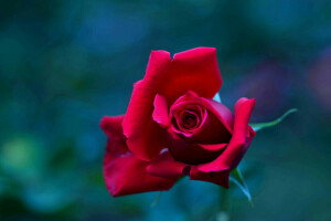 Bud, macro, petals, rose