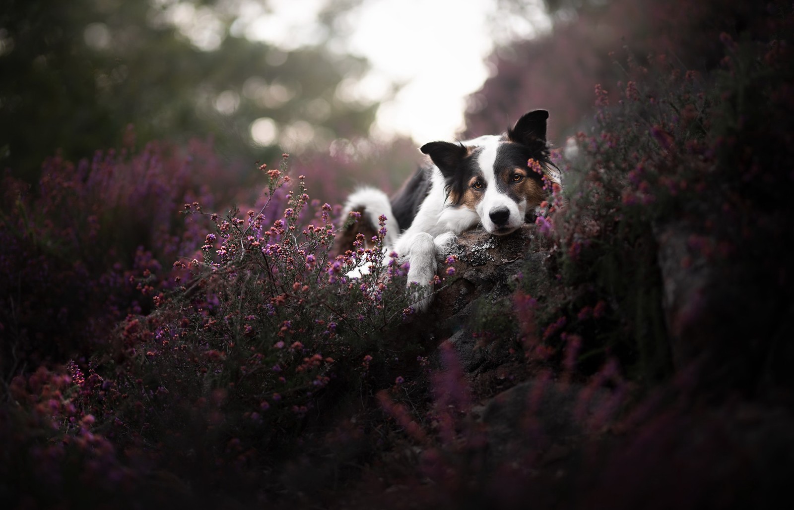 natureza, cachorro, cada