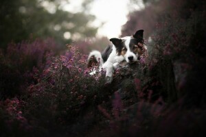 hond, elk, natuur