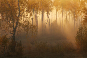 otoño, bosque, calina, ligero