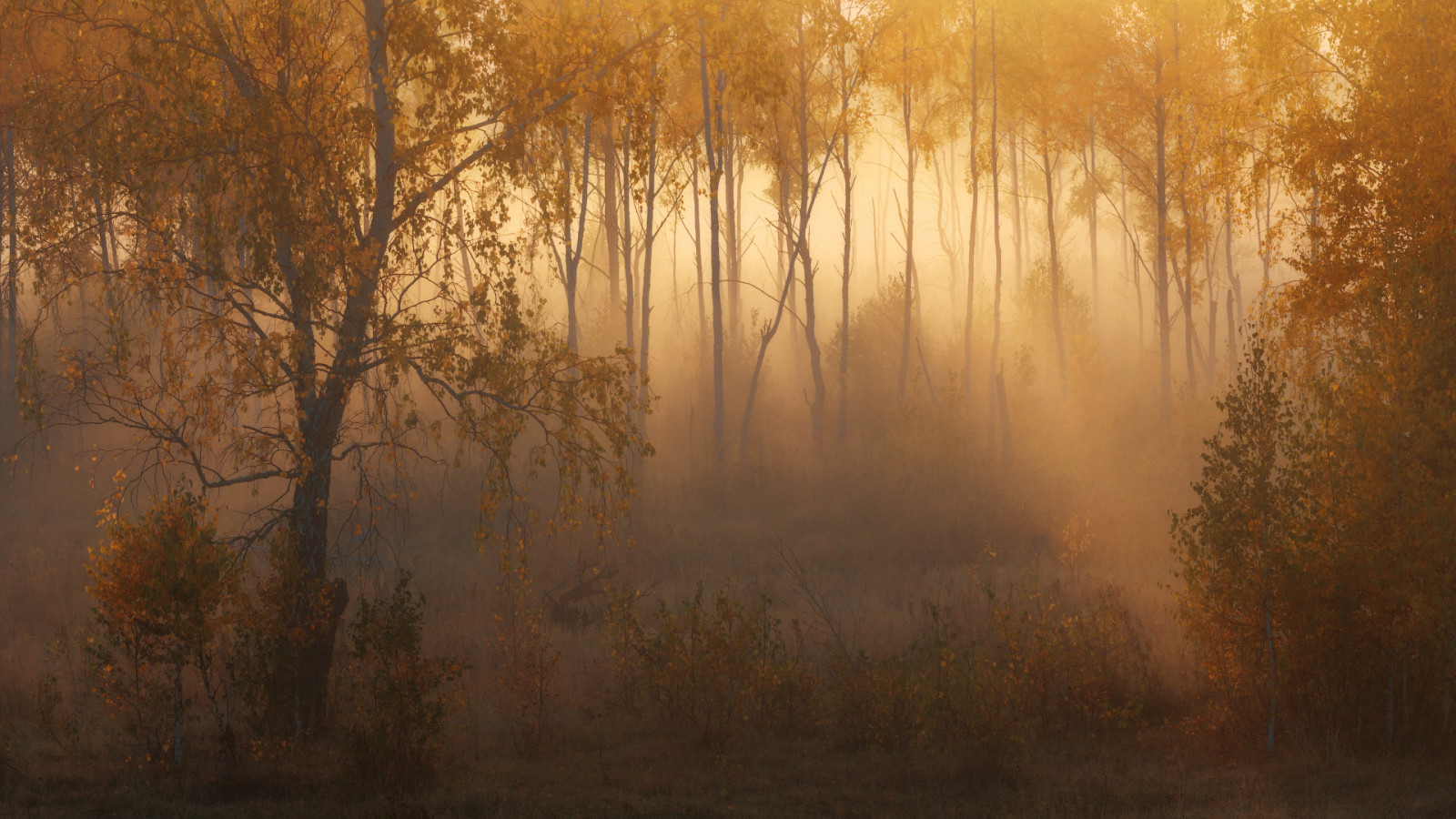 autunno, foresta, leggero, foschia