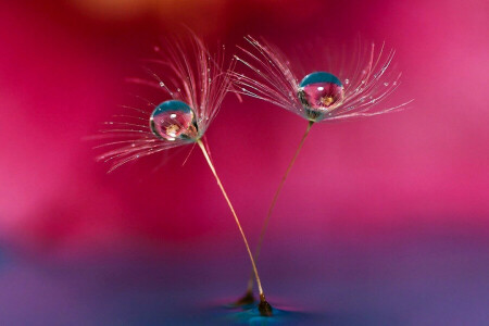 blade of grass, color, drop, Rosa